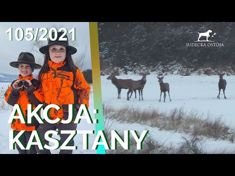 SUDECKA OSTOJA 105/2021Deer Hunting in Poland. Feeding the Animals During Winter