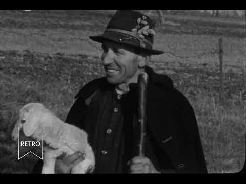 Schafe, Schäfer und Lämmer in Otzberg Hering Odenwald 1961 #Vintage #retro