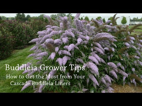 image-Is buddleia easy to grow?