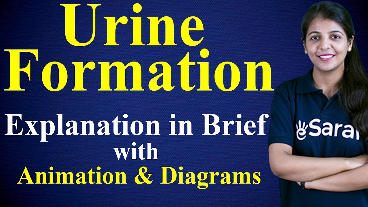 Urine Formation Class 11 Biology NCERT Chapter 19 Excretory Products and their Elimination One-Shot