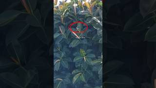 Download lagu African Blue Tit | Cyanistes teneriffae | Rubber Fig | Ficus Elastica | Canary Island Chiffchaff mp3