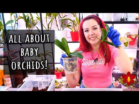 What to do if your Orchid grows a baby plant? All about Basal Keikis - Orchid Care for Beginners