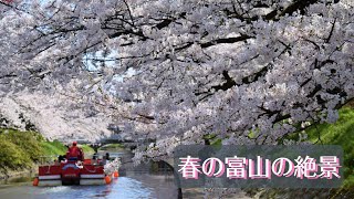 松川　日本さくら名所100選