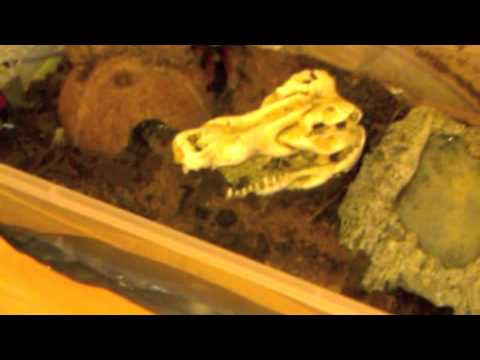 Brachypelma boehmei — ako sa starať o sklípkavca ohnivého (Mexican Fireleg), praktické video o chove