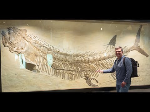 Xiphactinus audax "The Bulldog Fish": Terror of the Deep