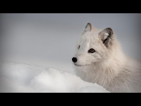 Arctic Fox Greets Explorers - The Unsung Heroes Of The Arctic - Wildlife