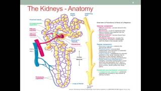 MNT CKD Part 1 Introduction