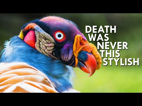 Amazing Nature: All Hail the King of Vultures