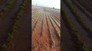 preview picture of video 'Drip Irrigation system in madurai tamilnadu'