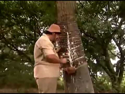 SERINGUEIRO...  - CASSETA & PLANETA