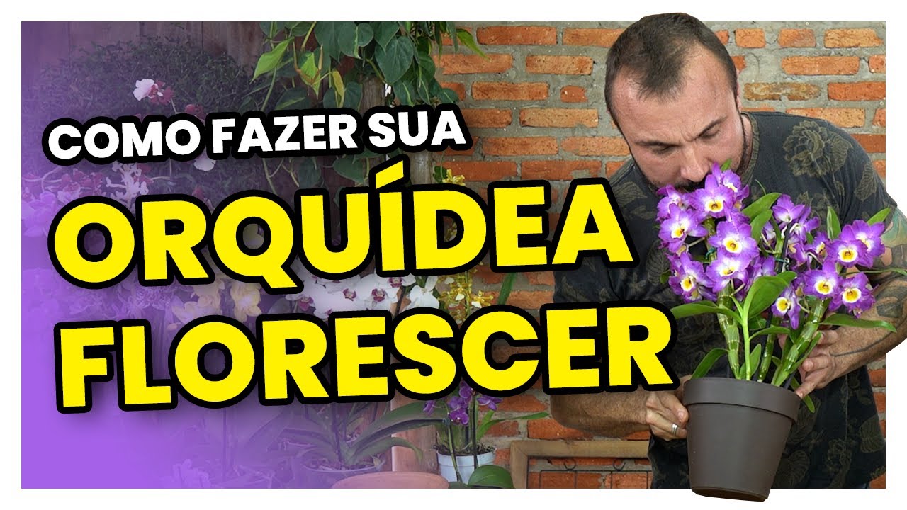 Como fazer sua ORQUÍDEA desenvolver e florir | Simples e fácil
