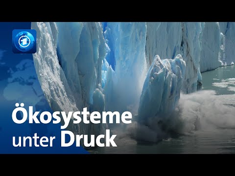 Internationale Studie: Viele Ökosysteme der Erde am Limit