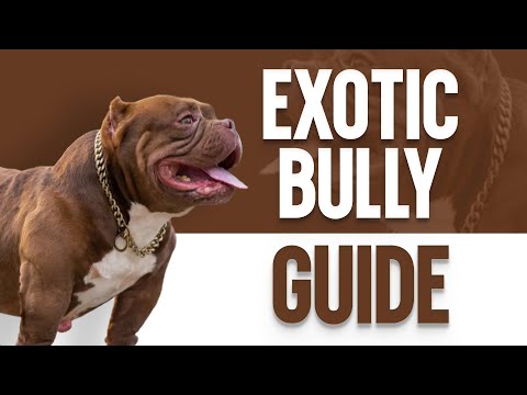 Exotic Bully Temperament