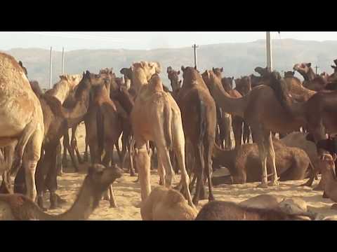 download lagu mp3 mp4 How Many Camels, download lagu How Many Camels gratis, unduh video klip How Many Camels