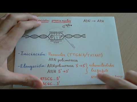 DNA transcription in prokaryotes