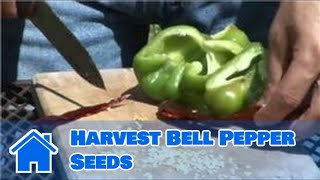 Growing Vegetables From Seeds : How to Harvest Bell Pepper Seeds