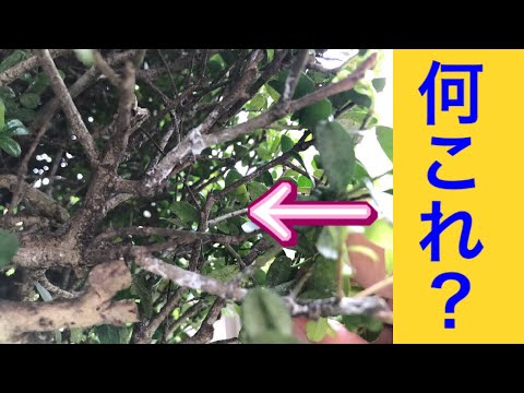 なぜ植物に虫がいるのですか 虫を取り除く方法 自然療法を排除する