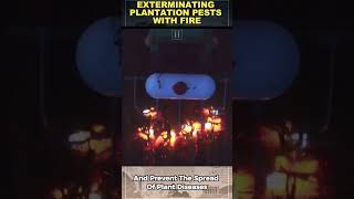 Burning Farm Land With A Flame Throwing Tractor