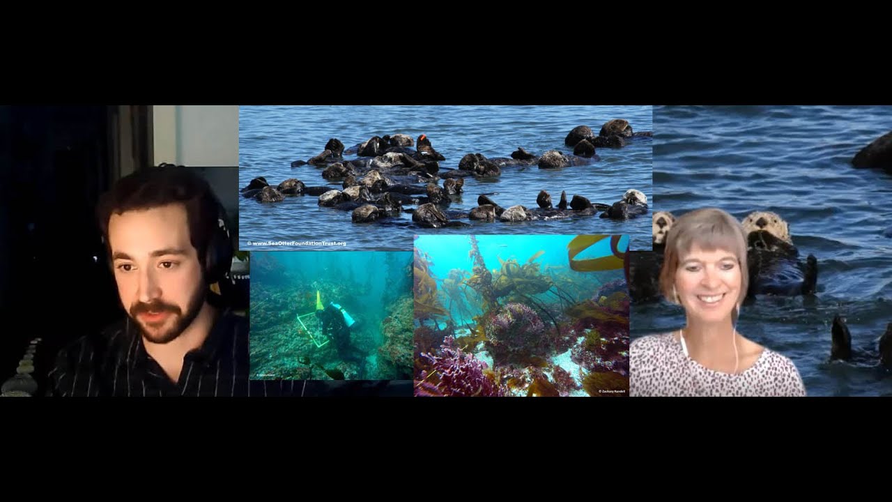 Can sea otters help stabilize nearshore ecosystems? Find out here as we chat with Zachary Randell about the Seattle Aquarium study.
