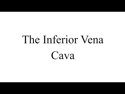 The Inferior Vena Cava