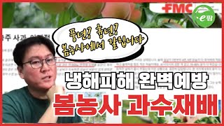 과수 재배 봄 관리 실패하면 냉해 피해로 수확량 감소 및 품질 최하... 지금이 중요한 시기입니다