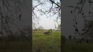 preview picture of video 'Elephant Attack on us in Dudhwa National Park India'