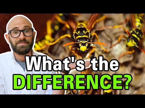 What is the Difference Between Bees, Wasps, and Hornets?