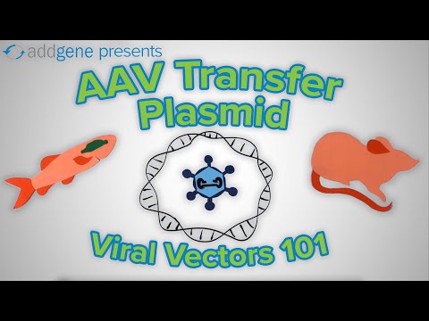 AAV Transfer Plasmids - Viral Vectors 101