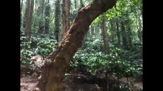 preview picture of video 'Coffee Plants at Araku Valley'