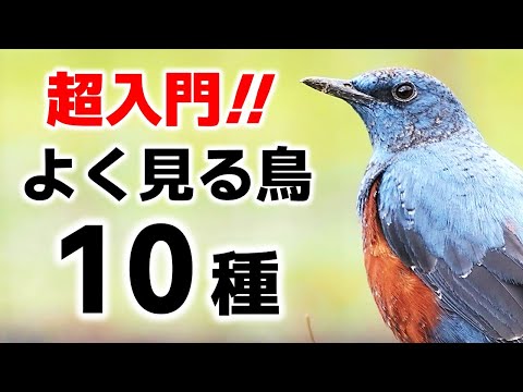 鳴き鳥のピッチは何によって決まるのでしょうか?