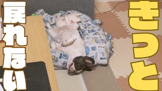 野生忘れました🐶