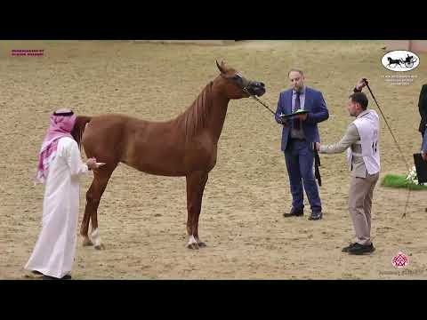 N 149 MAYASSA AL ADEED   Doha International Arabian Horse Show 2023   Fillies 3 Years Old Class 3B