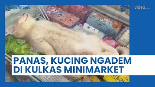 Akibat Cuaca Panas, Kucing Ini sampai Ngadem Sambil Rebahan di Kulkas Es Krim Minimarket