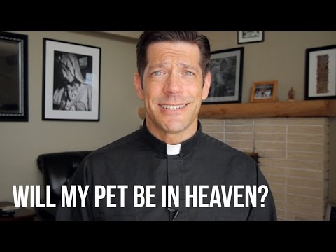 Do Pets Go to Heaven? Exploring the Eternal Destiny of our Furry Friends
