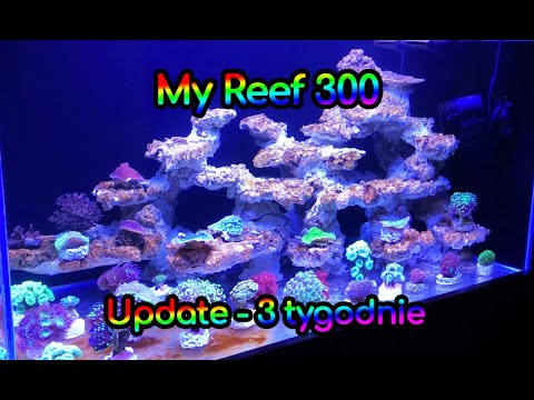 (111) MyReef 300 / Update / 3 tygodnie - Akwarium morskie - Reef aquarium