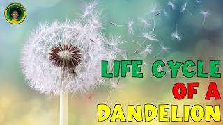 Download lagu Dandelion Life Cycle | All about Dandelions mp3