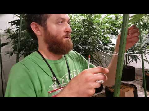 Breeding Basics 101: Pollinating Your Cannabis Plants