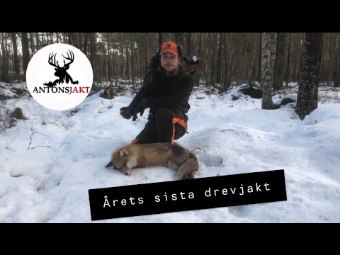 Årets sista drevjakt | Antonsjakt