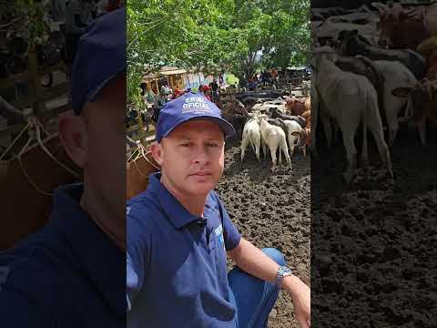 Feira de gado de Campo Grande Alagoas todos os sábado  25 De julho 2026