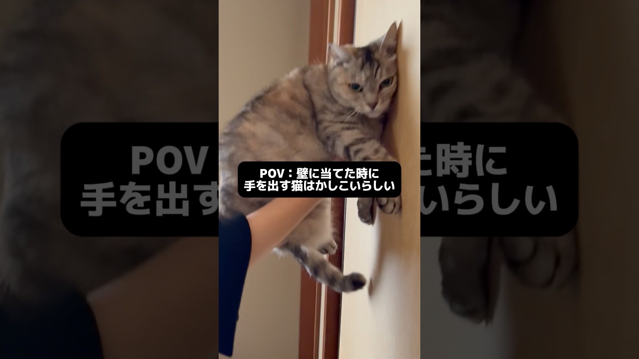 壁に当てた時に手を出す猫はかしこいらしい！！ #猫のいる暮らし #youtubeshorts #保護猫