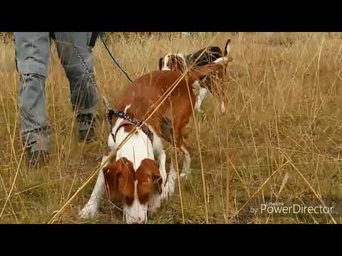 Gjuetia e lepurit ne Kosov Trailer 2018"