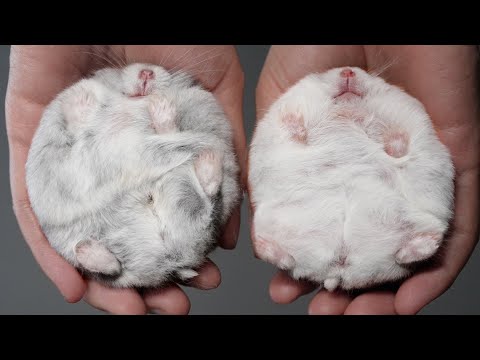 Hampter Hated Every Dish...Until THIS