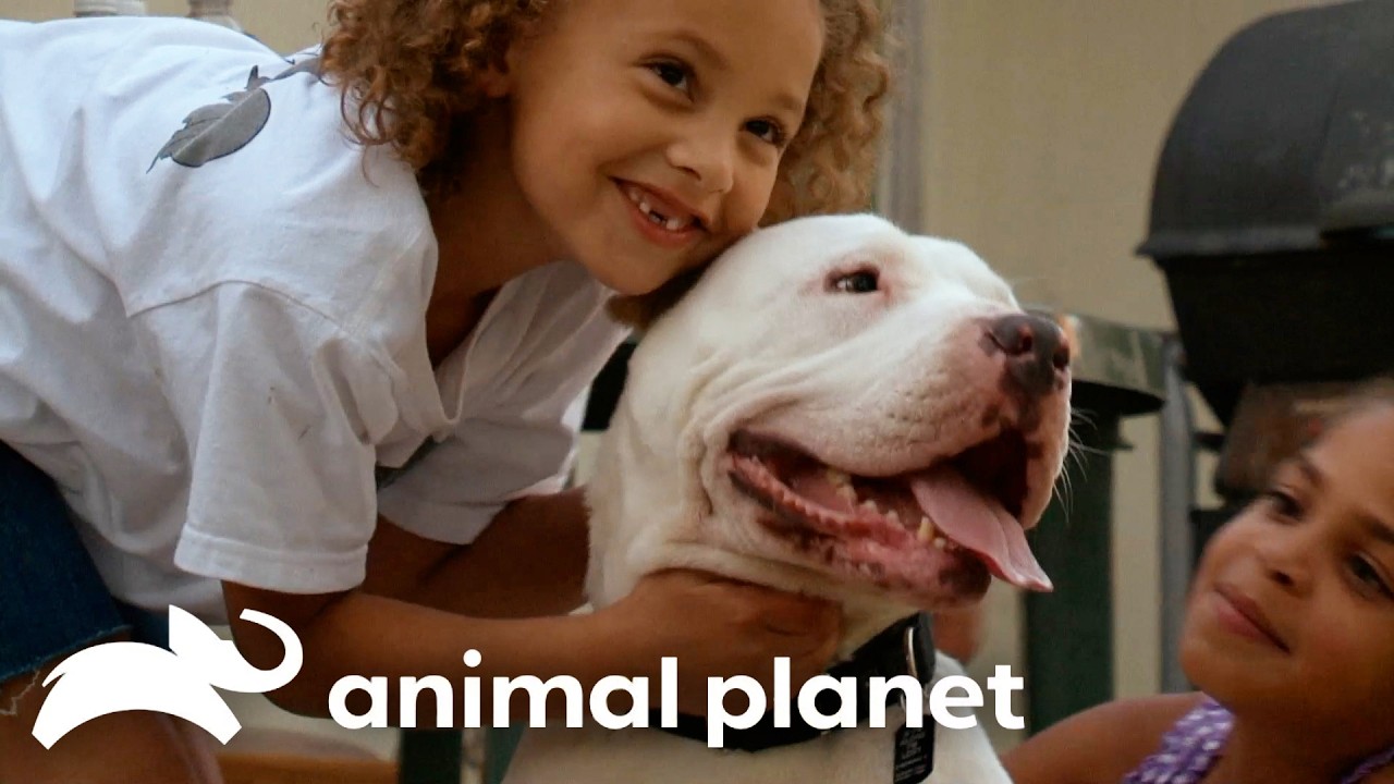 The Cutest Moments at Villalobos! | Pit Bulls and Parolees | Animal Planet