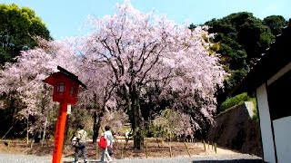 preview picture of video '足立山妙見宮　しだれ桜　小倉足立山'