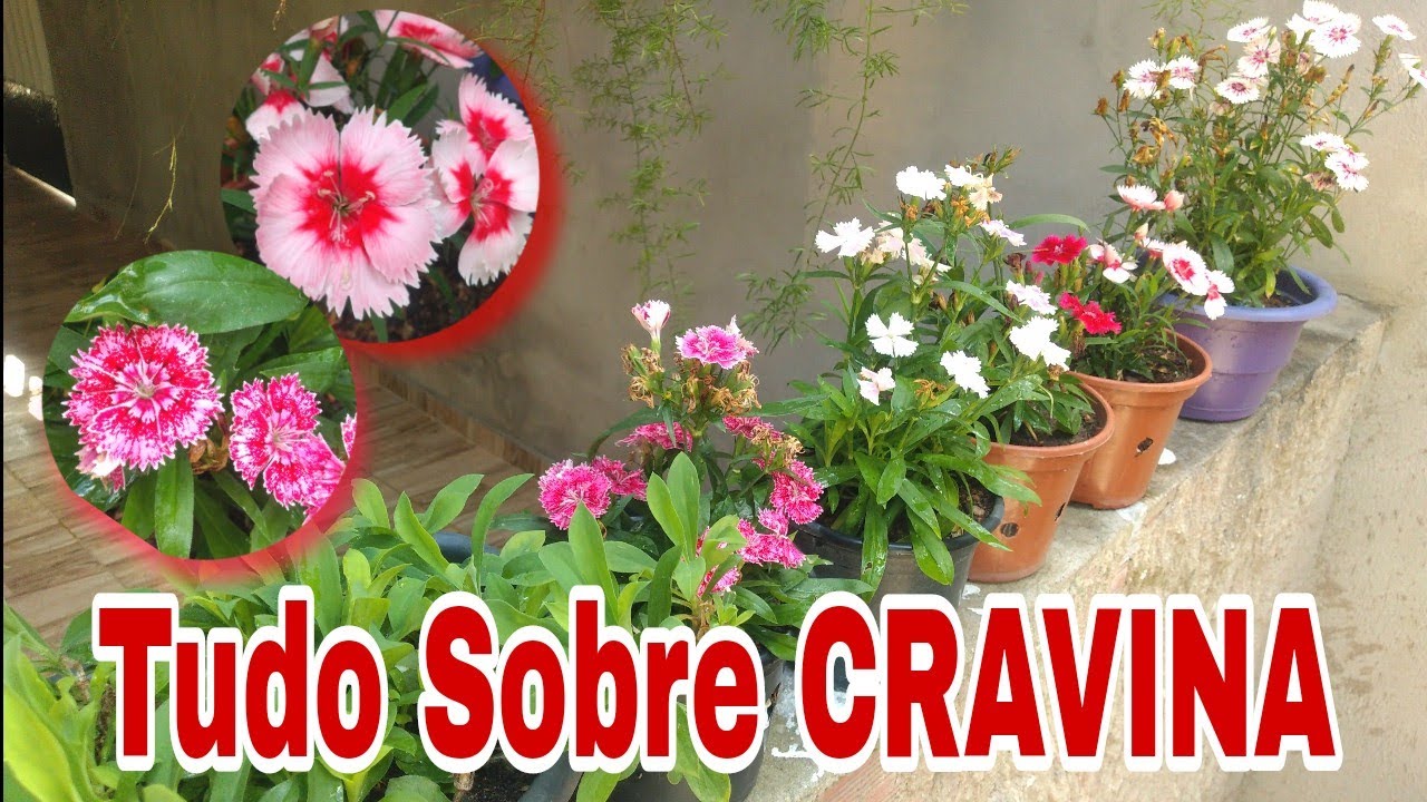 Como Cultivar CRAVINA - Planta de Fácil Cultivo / como fazer mudas / rega / adubação e muito mais