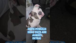 PITBULL WITH THE CUTEST HEAD TILT EVER! #pitbull #americanbully #dog #dogshorts #shorts #short