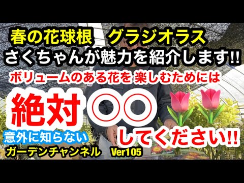 グラジオラスを植える時期と方法