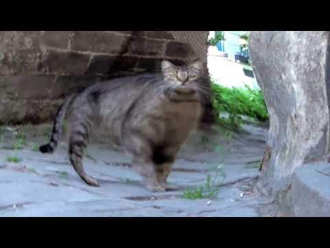 Kottarashky & The Rain Dogs - Folksong