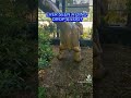 Ever Seen A Dino Drop A Log Jurassiclive Dinosaur Raptor Poop Funny Viralshort