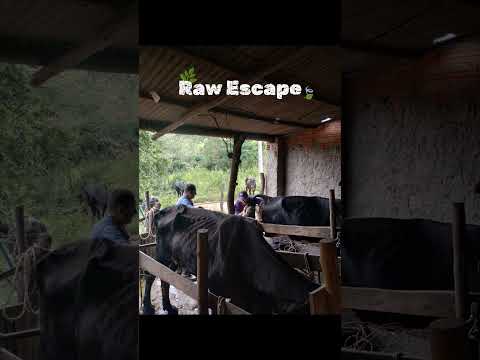 Esse dia foi em alexania-Go